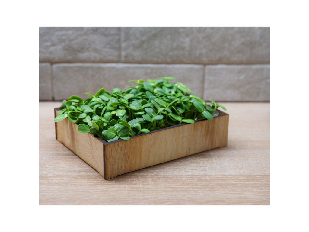 Microgreens-Liberecky