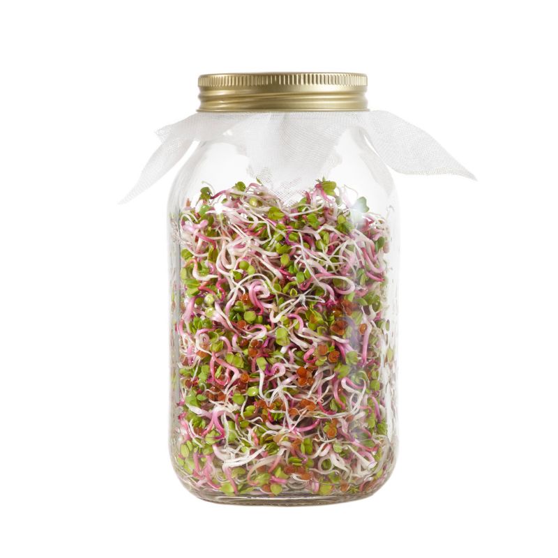 Ředkvička China Rose microgreens