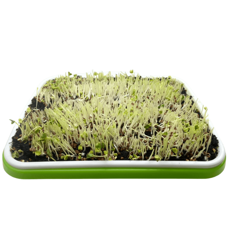 Osekané microgreens