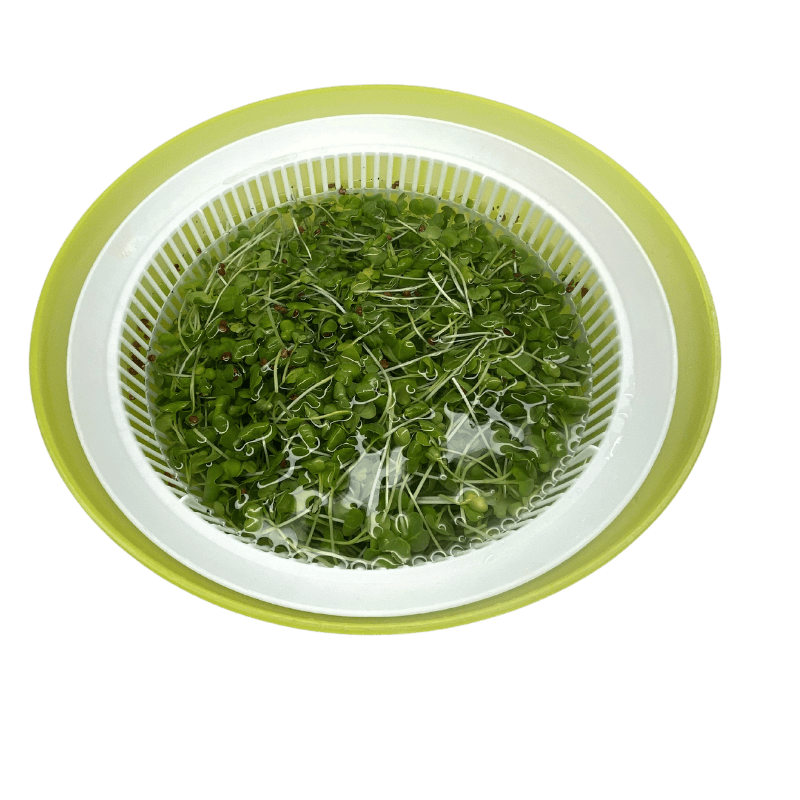 Opláchnutí microgreens