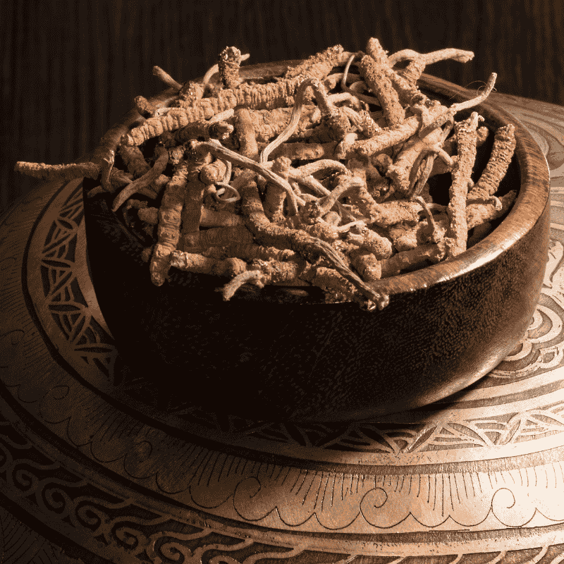 Cordyceps (Cordyceps sinensis) – BIO prášek z mycélia, 100 g