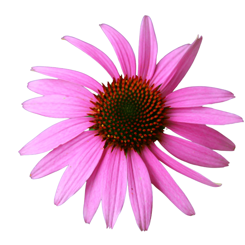 Echinacea purpurea – ilustrační květ
