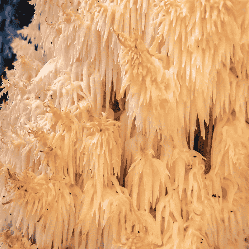 Hericium (korálovec ježatý) – BIO prášek z plodnice, 100 g