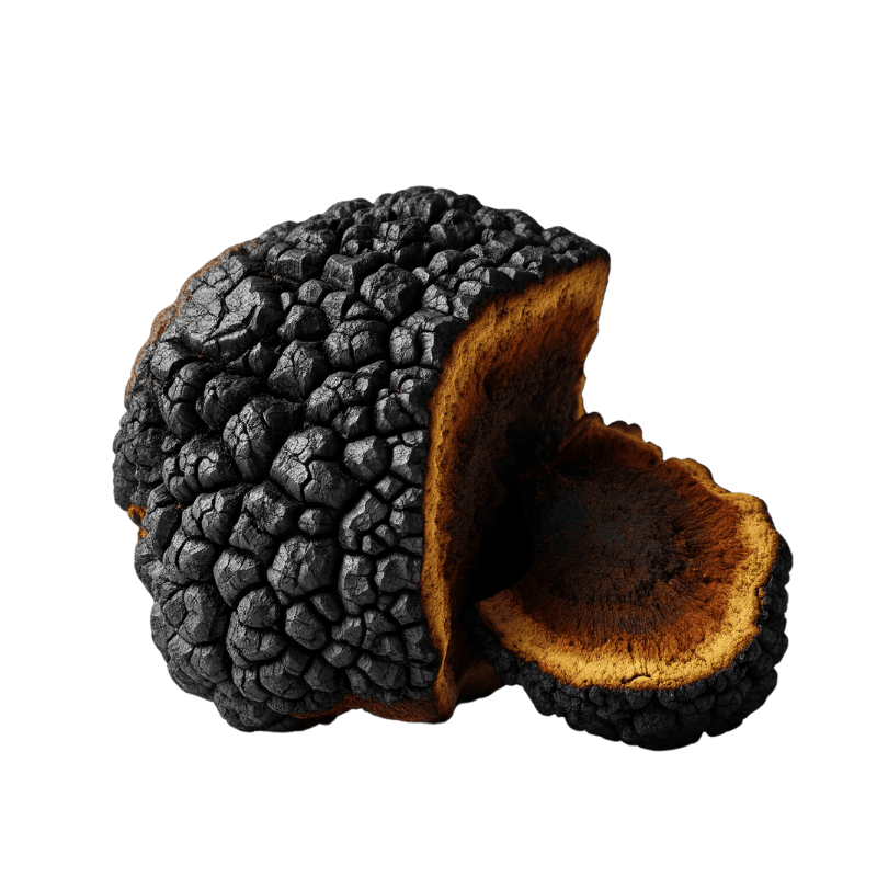Chaga