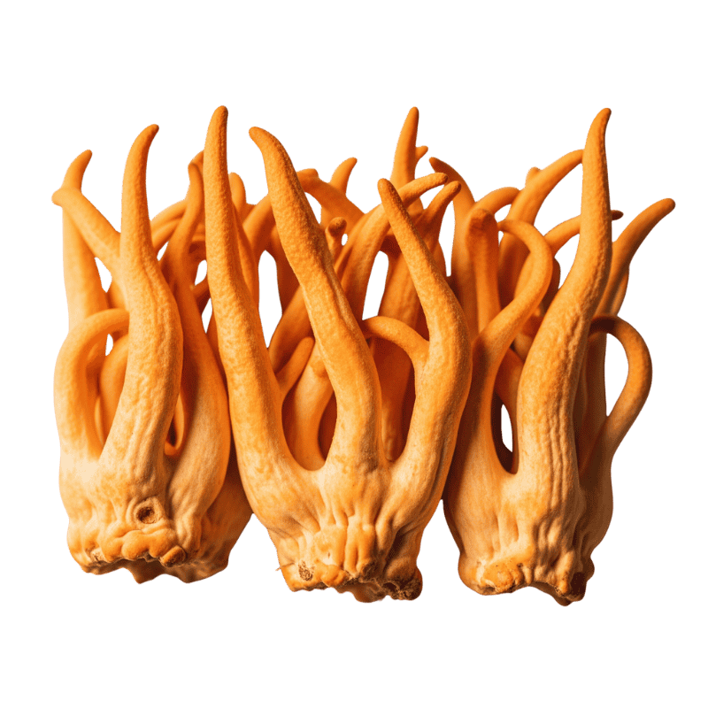 Cordyceps