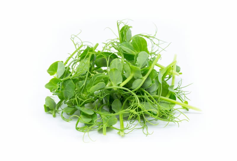 hrasek_microgreens