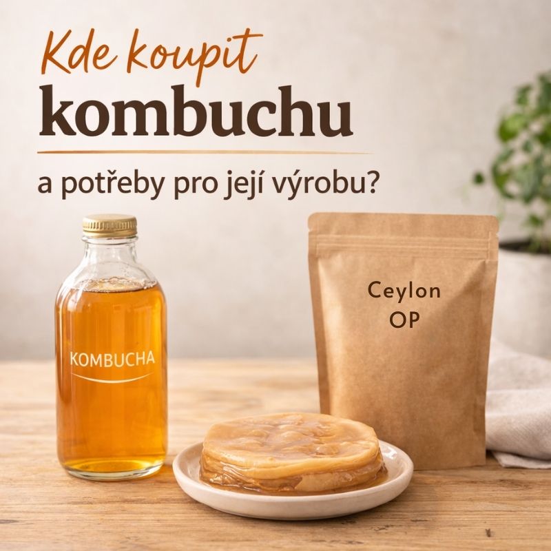 Kde koupit kombuchu a potřeby pro její výrobu