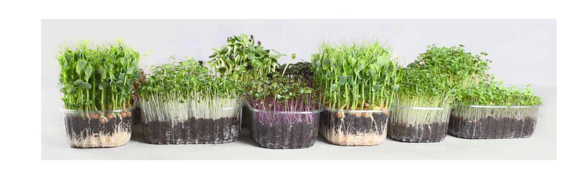 microgreens_ruzne_druhy