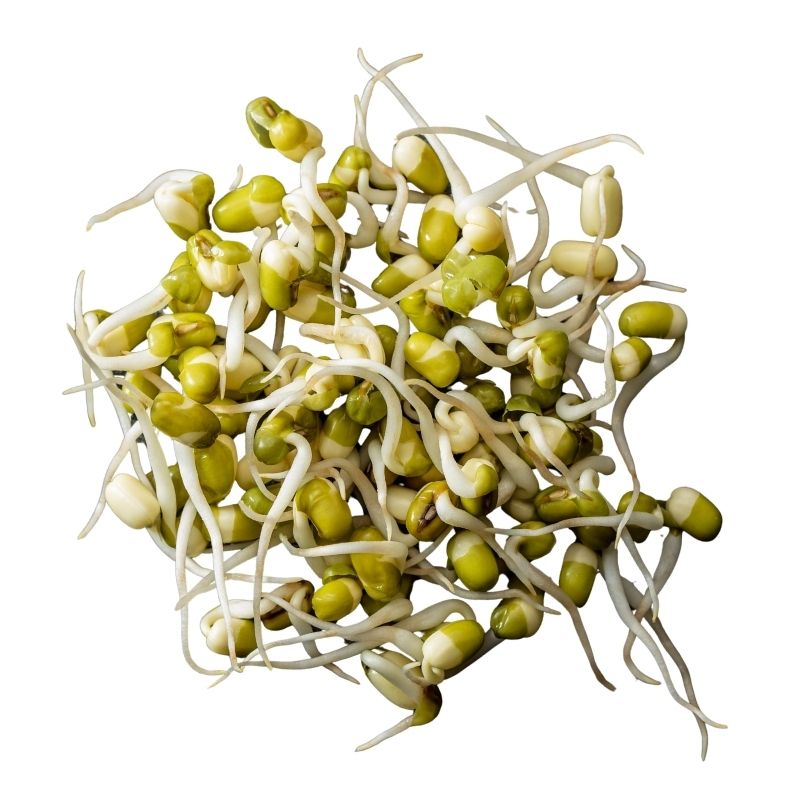 Mungo fazole – BIO semínka ke klíčení