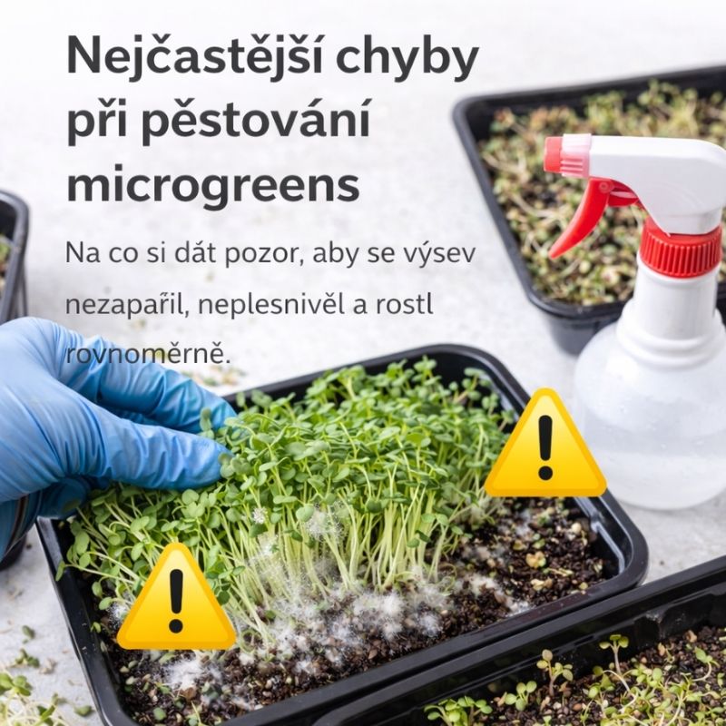 Nejčastější chyby při pěstování microgreens