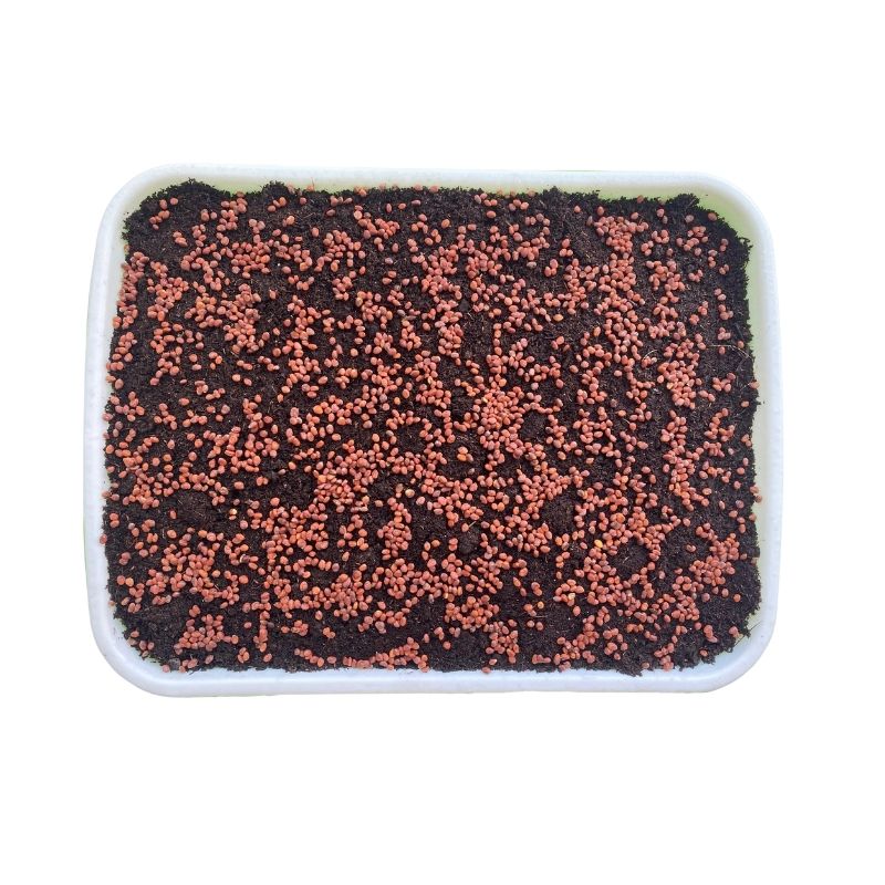 pestebni_miska_microgreens