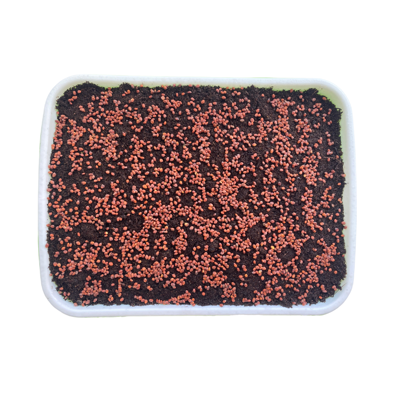 pestebni_miska_microgreens
