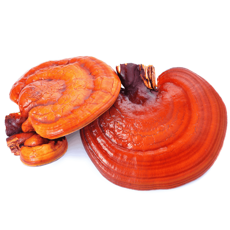Reishi (Ganoderma lucidum) – BIO prášek z plodnice, 100 g