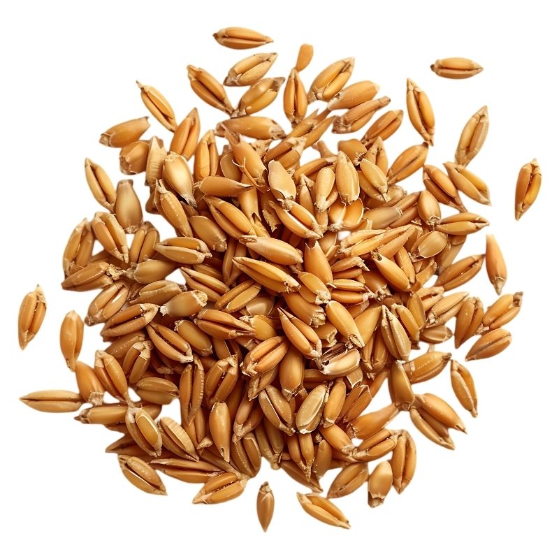 Pšenice BIO – semínka pro rejuvelac a microgreens