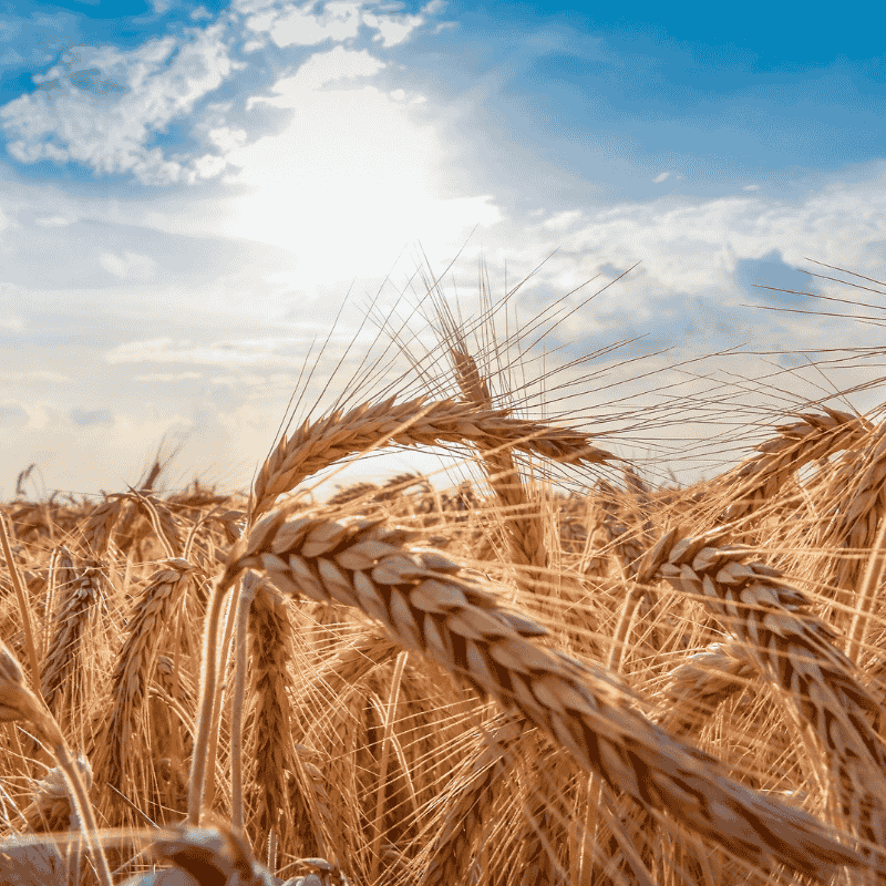 Rejuvelac – Startovací sada pro začátečníky