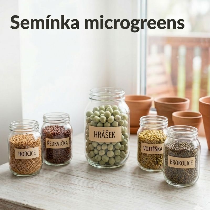 Semínka microgreens