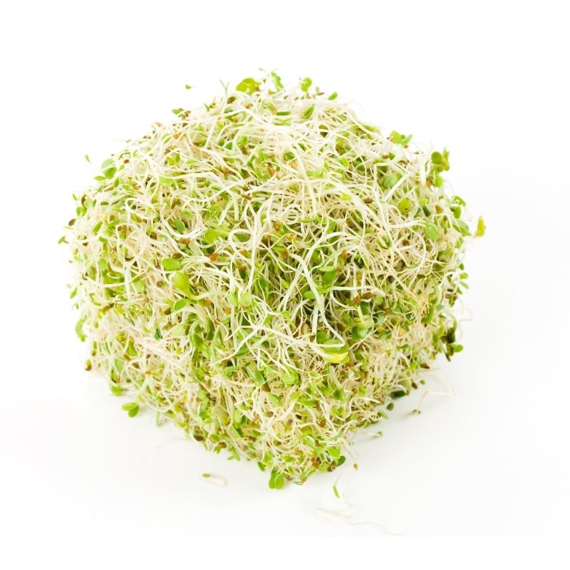 Vojtěška Alfalfa microgreens