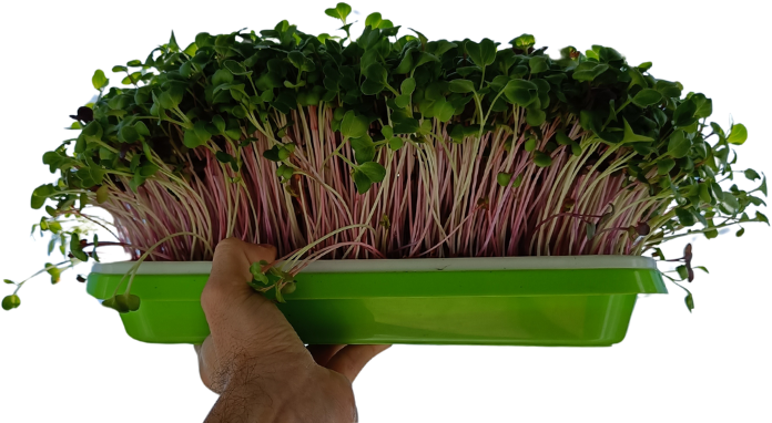 vypestovane_microgreens