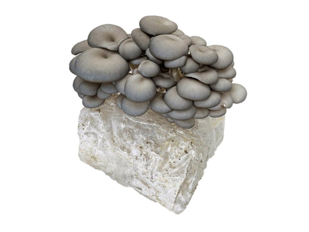Hlíva ústřičná – pěstební sada, prorostlý blok 2,5 kg