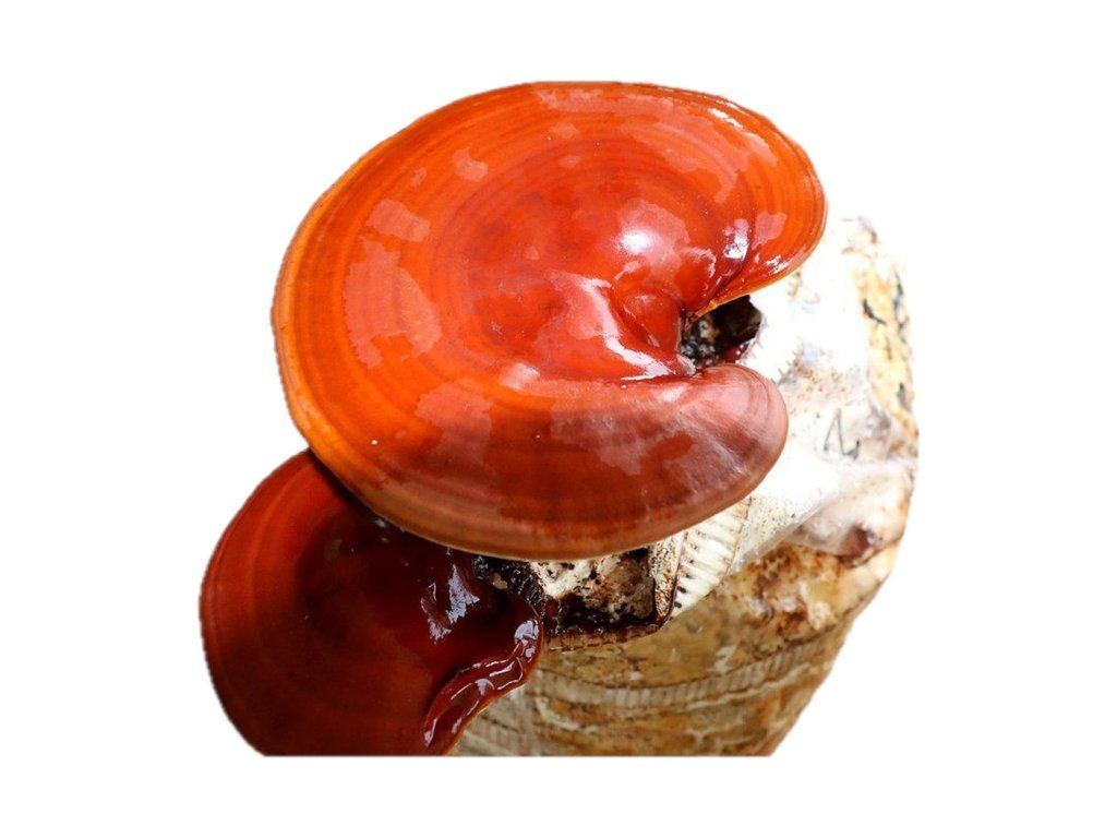 Reishi (lesklokorka lesklá)