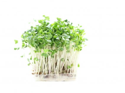 Brokolice microgreens