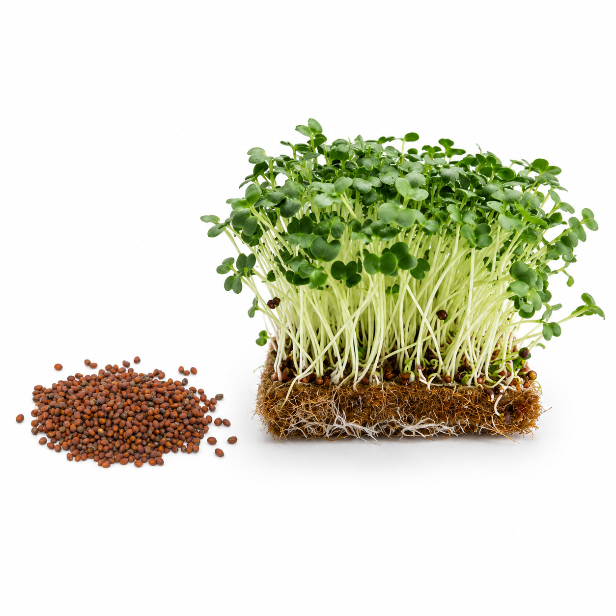 Semínka ředkvičky Daikon na microgreens