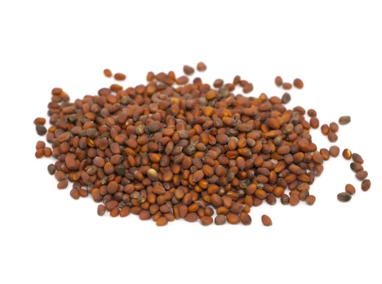 Semínka ředkvičky Daikon microgreens