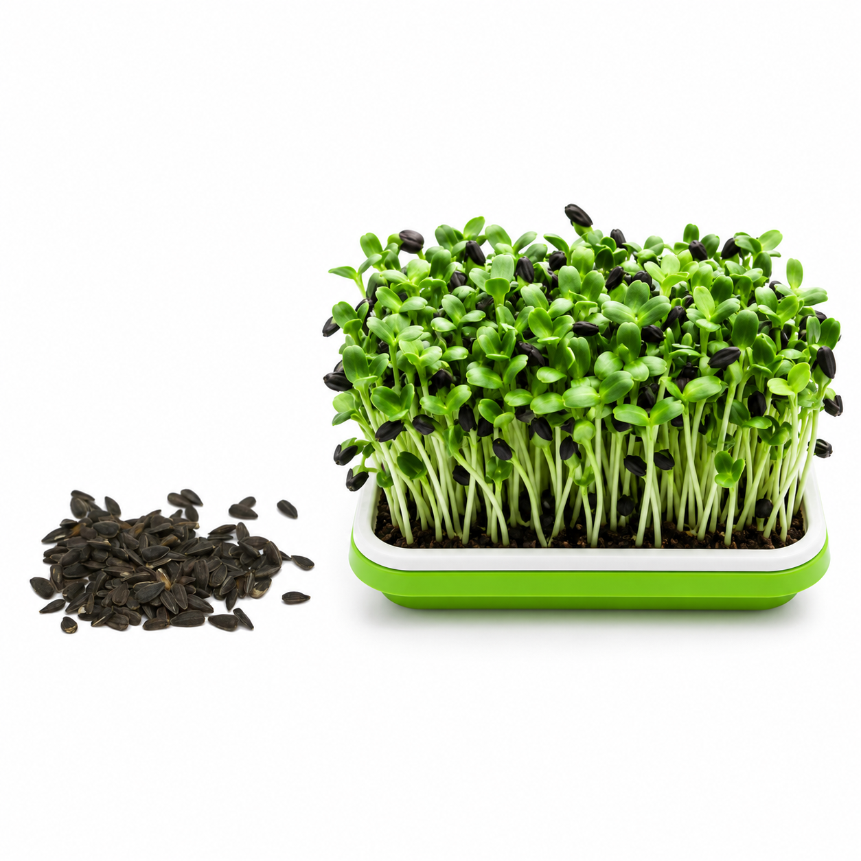 Semínka slunečnice na microgreens
