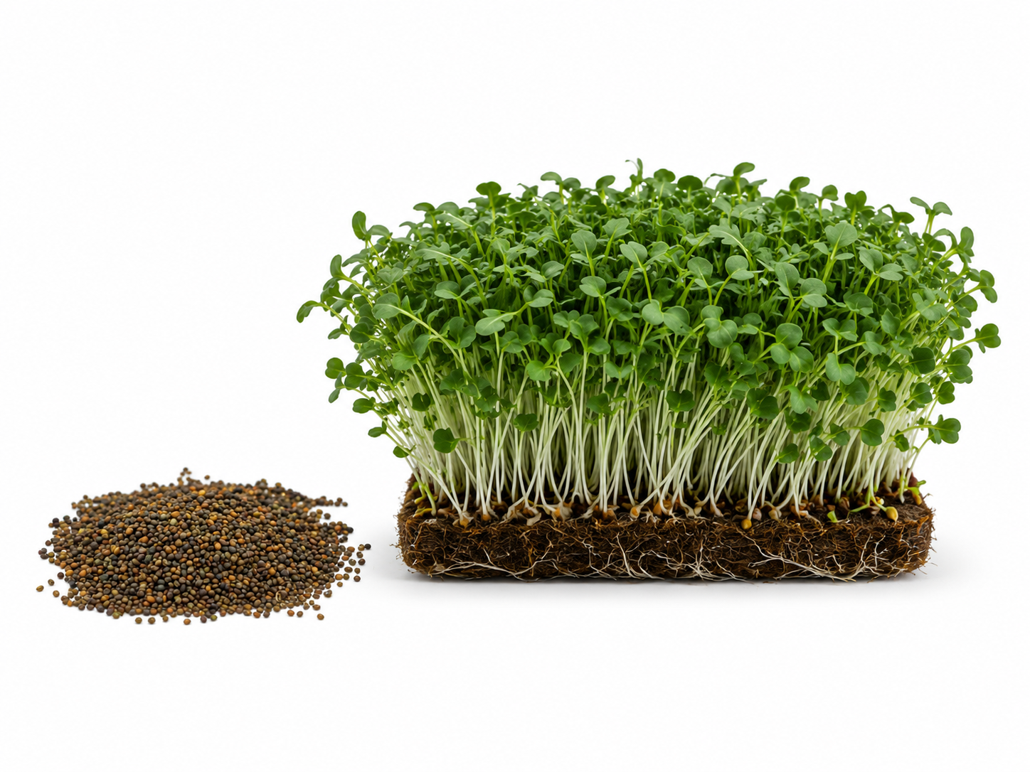 BIO semínka rukoly pro pěstování microgreens