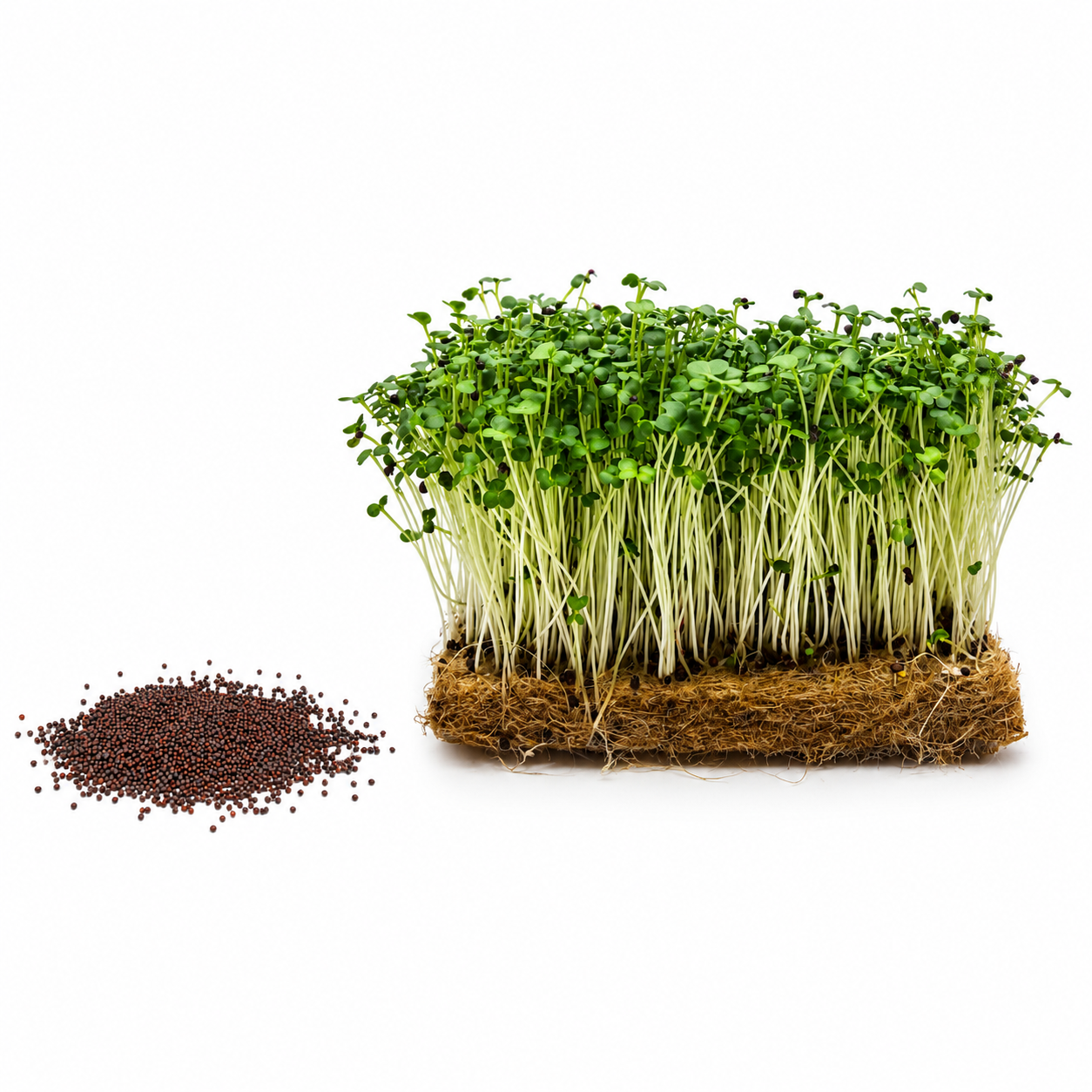 Semínka brokolice Raab na microgreens
