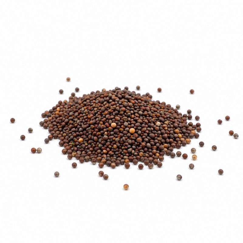 Zelí červené microgreens BIO — semínka
