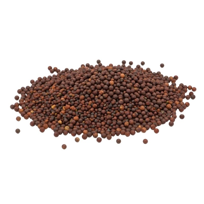Kapusta Kale microgreens BIO — semínka
