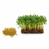 horcice semena microgreens