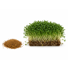 semena vojtesky microgreens