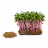 redkvicka venom microgreens