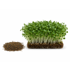 rukola microgreens semena
