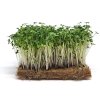 brokolice microgreens vyhonky