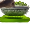 13)korinky microgreens