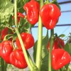 Chilli semínka Habanero Red Hot Pepper