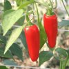 Semínka chilli Jalapeño BIO červené