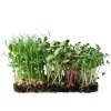 seminka microgreens pro zacatecniky set