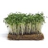 microgreens brokolice