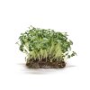 microgreens daikon