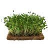 Kapusta Kale microgreens – bílo-zelené stonky a zelené listy – Vyhonky.cz