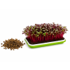 cervena repa semena microgreens