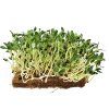 piskavice microgreens vyhonky cz