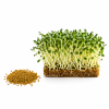 piskavice semena microgreens