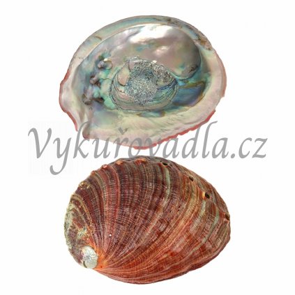 ABALONE GREEN mušle k vykuřování EXTRA KVALITA 15 17 cm