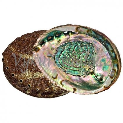 ABALONE GREEN mušle k vykuřování EXTRA KVALITA 15-17 cm