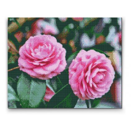 Diamantové malování - Růžové kamélie